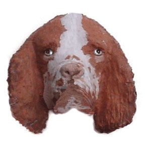 Springer Spaniel