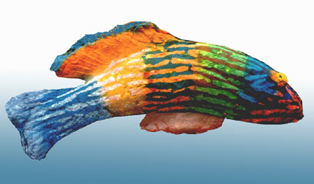 Swimming Fish Swimming Fish