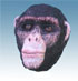 Chimp