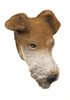 Fox Terrier